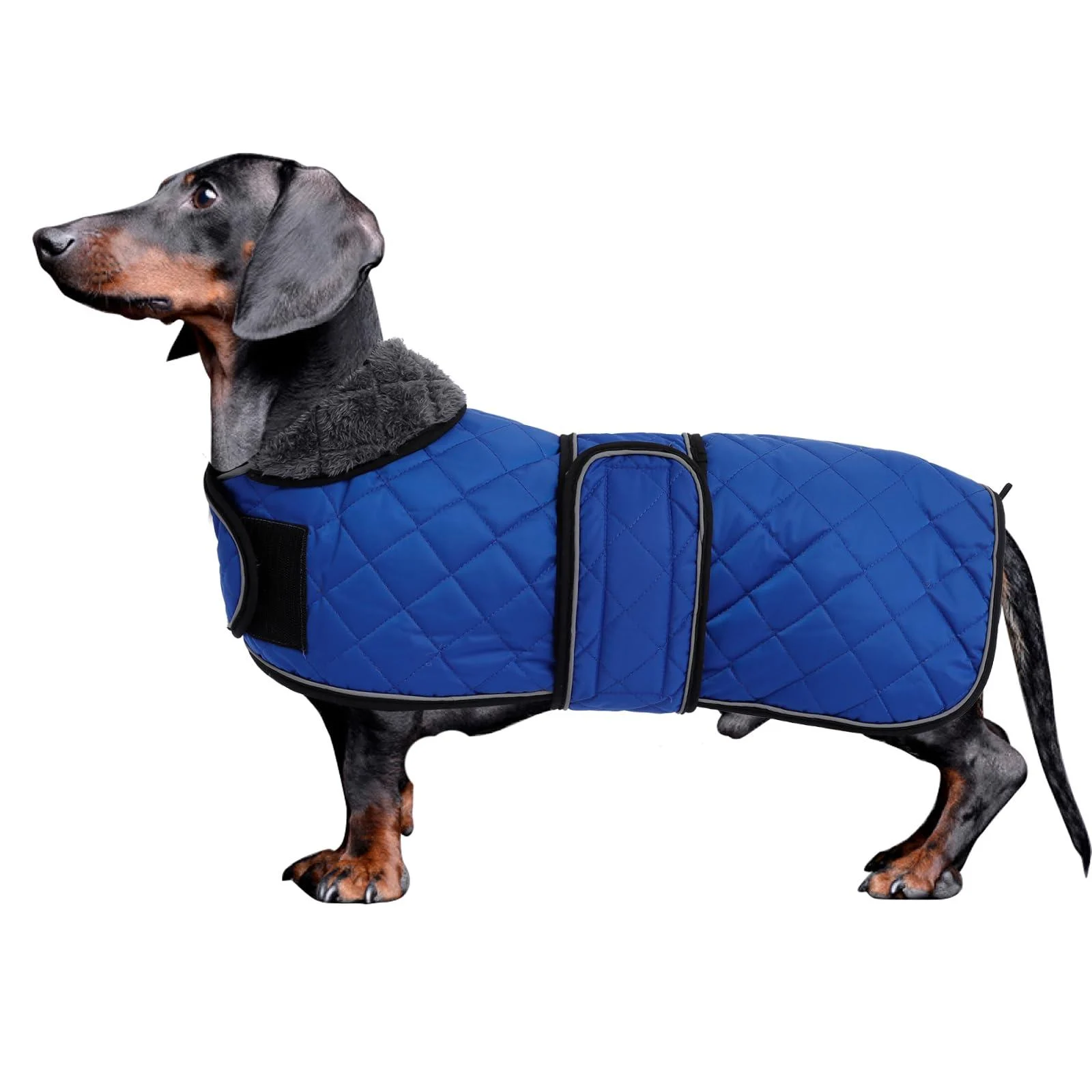 Minezi Dachshund dog winter jacket.Waterproof dog jacket.With wool inner and adjustable shoulder straps.Dog clothing in the free navy-XL XL (backlong: 55-58cm) navy