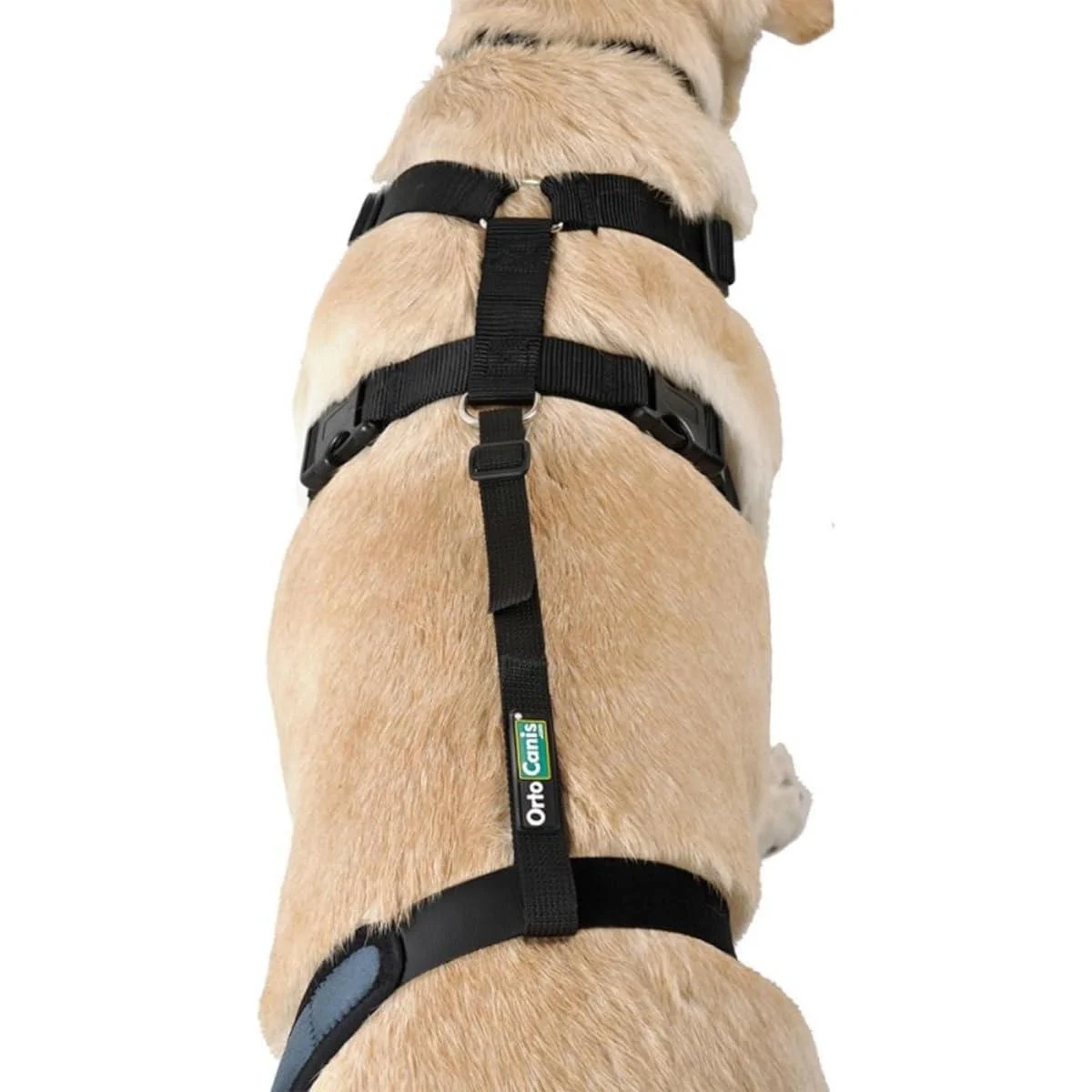 Ortocanis - Dog Back Belt Lumbar Fixation for Knee Brace Belt Only Size L