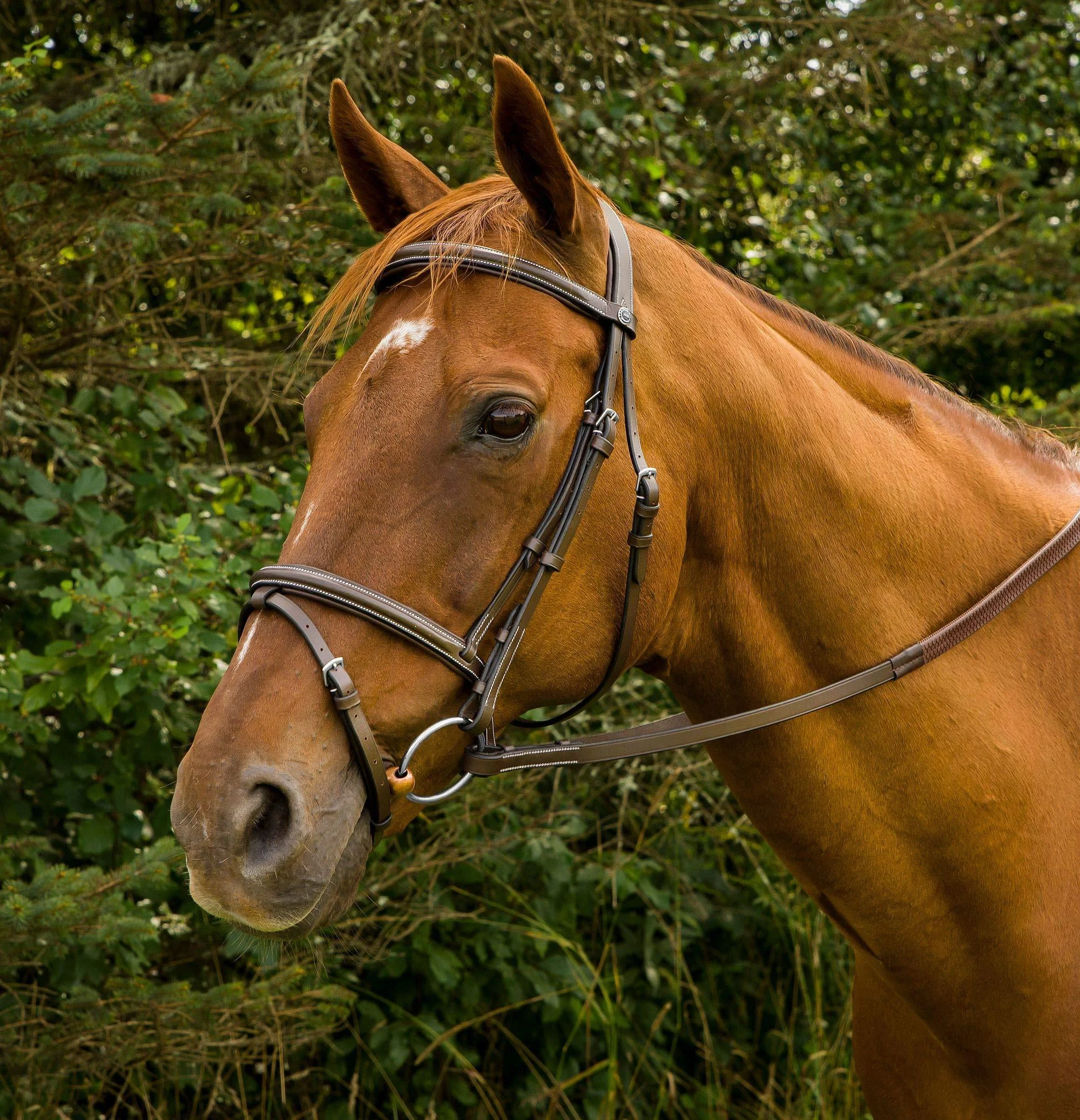 Henri de Rivel Plain Raised Bridle with Flash Havana Cob