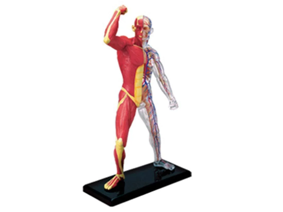 Educational Model Human Muscle and Skeleton Anatomy Model Multicolored 10 Medical Models - PWABAF