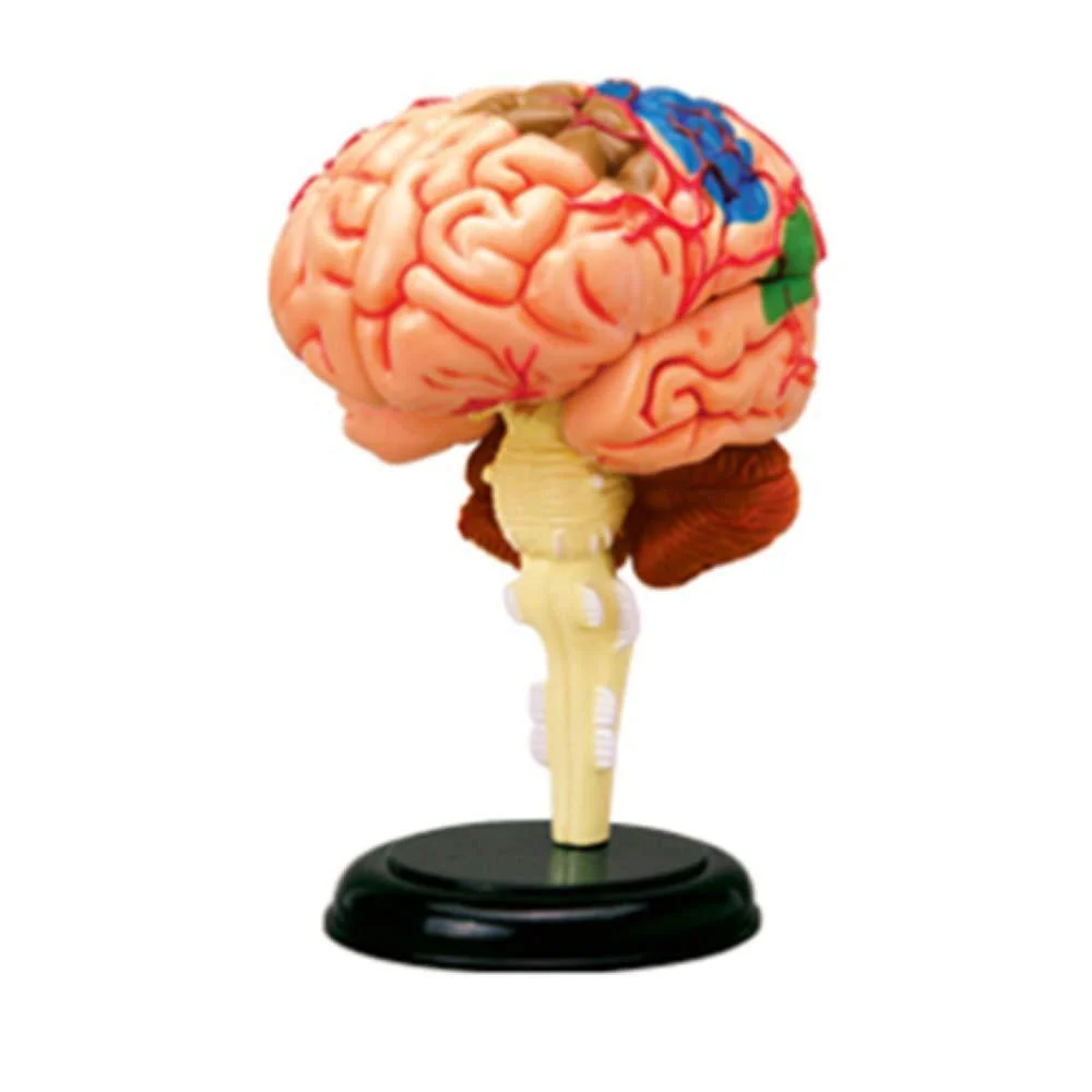 Educational Model Human Anatomy Brain Model 32 Pieces Puzzle Brain Brainstem Model Toys for Children Kids Science Experiments Medical Teaching Aids Medical Models - PWABAF