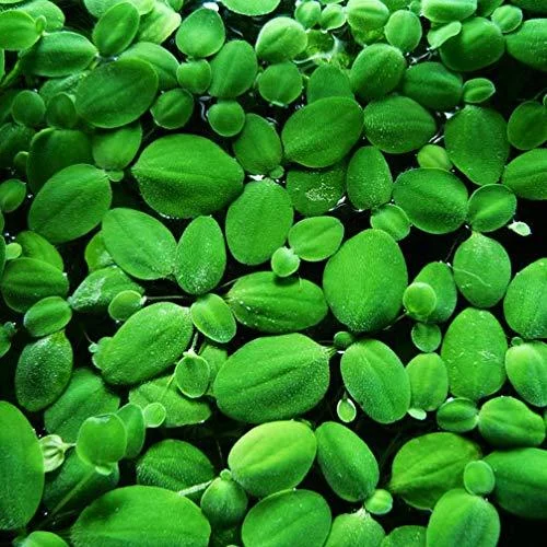 14x Dwarf Water Lettuce - Live Aquarium Floating Plant for Beginner