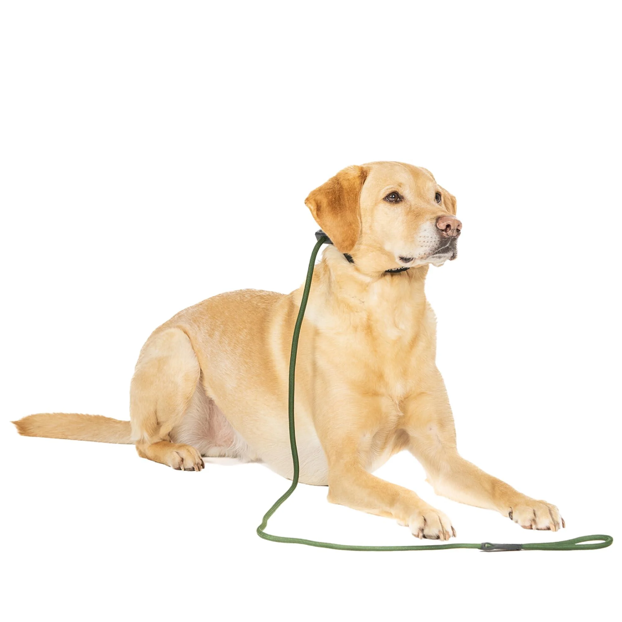 Fenrir Slip Leash 1.4m With Spring Loaded Stopper (Green)