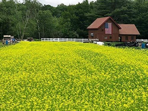 Kodiak Mighty Mustard Cover Crop Seed (2 Pounds) - Wallace Organic Wonder