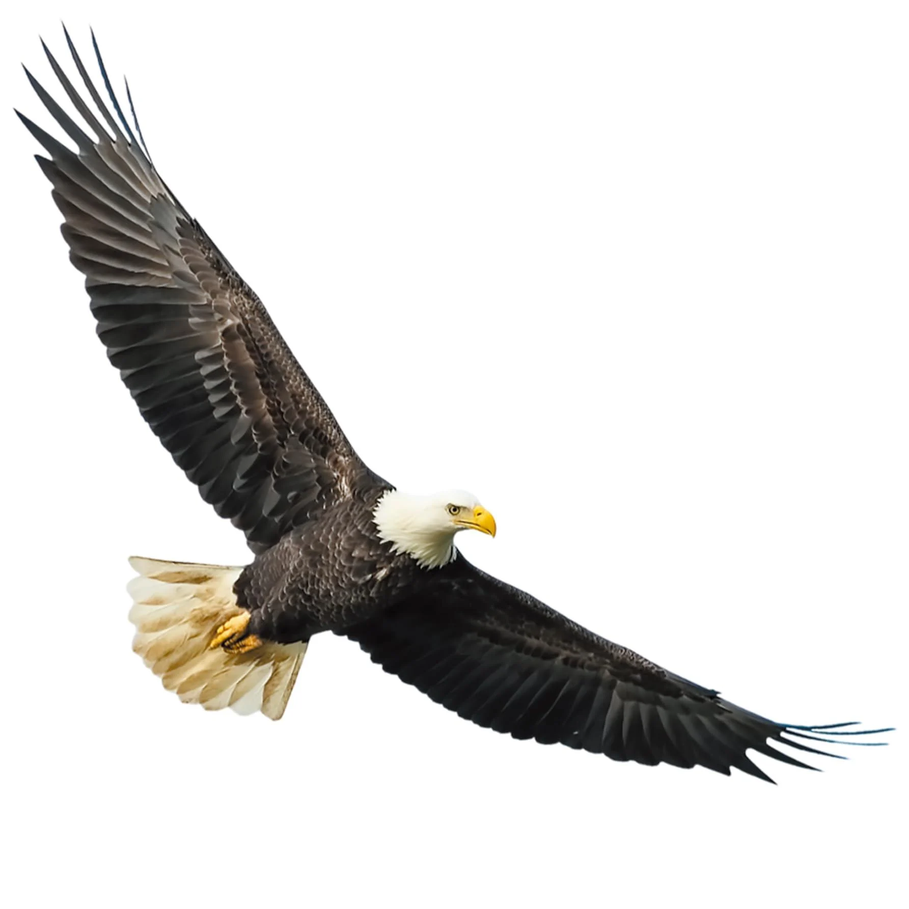 Bald Eagle Wall Stickers Ambitious Eagle Flying Decals for Bedroom Background Wall Office Decorative Painting Posters - dechom