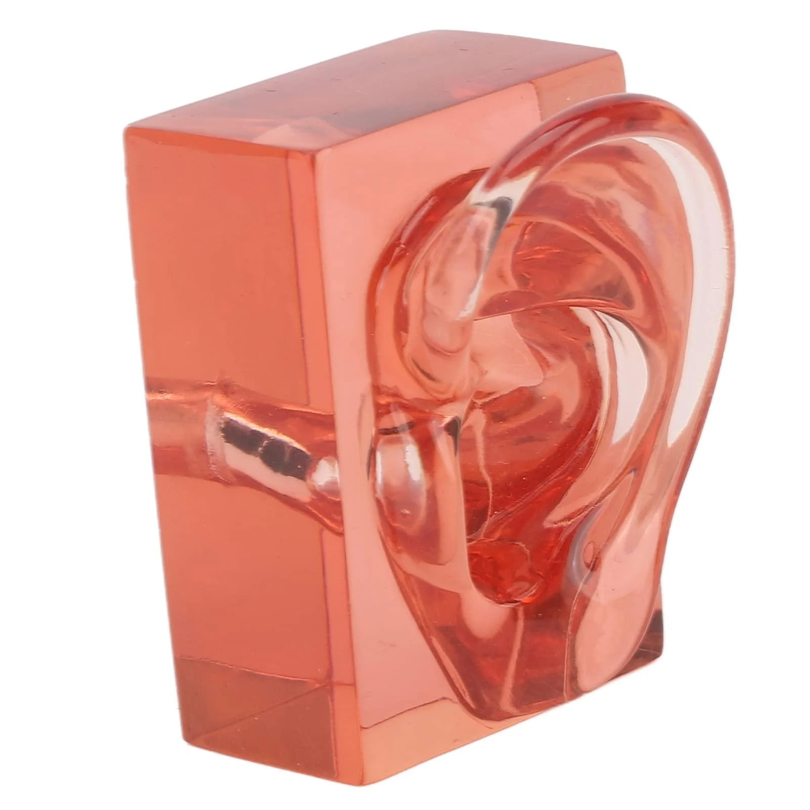 Ear Display Model Acrylic Clear Right Ear Model Transparent Red High Simulation for Observation - Shanrya