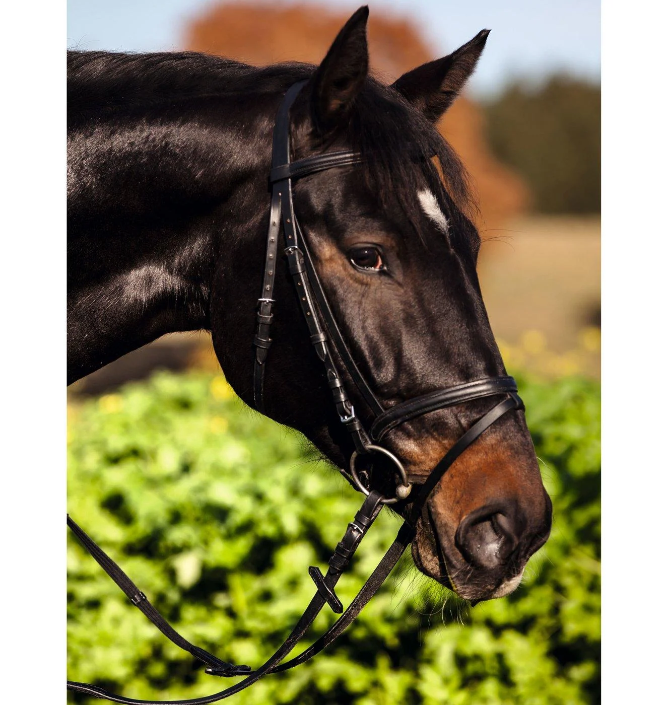 Kerbl 321743 Bridle Standard Leather for Thoroughbred brown Brown Thoroughbred