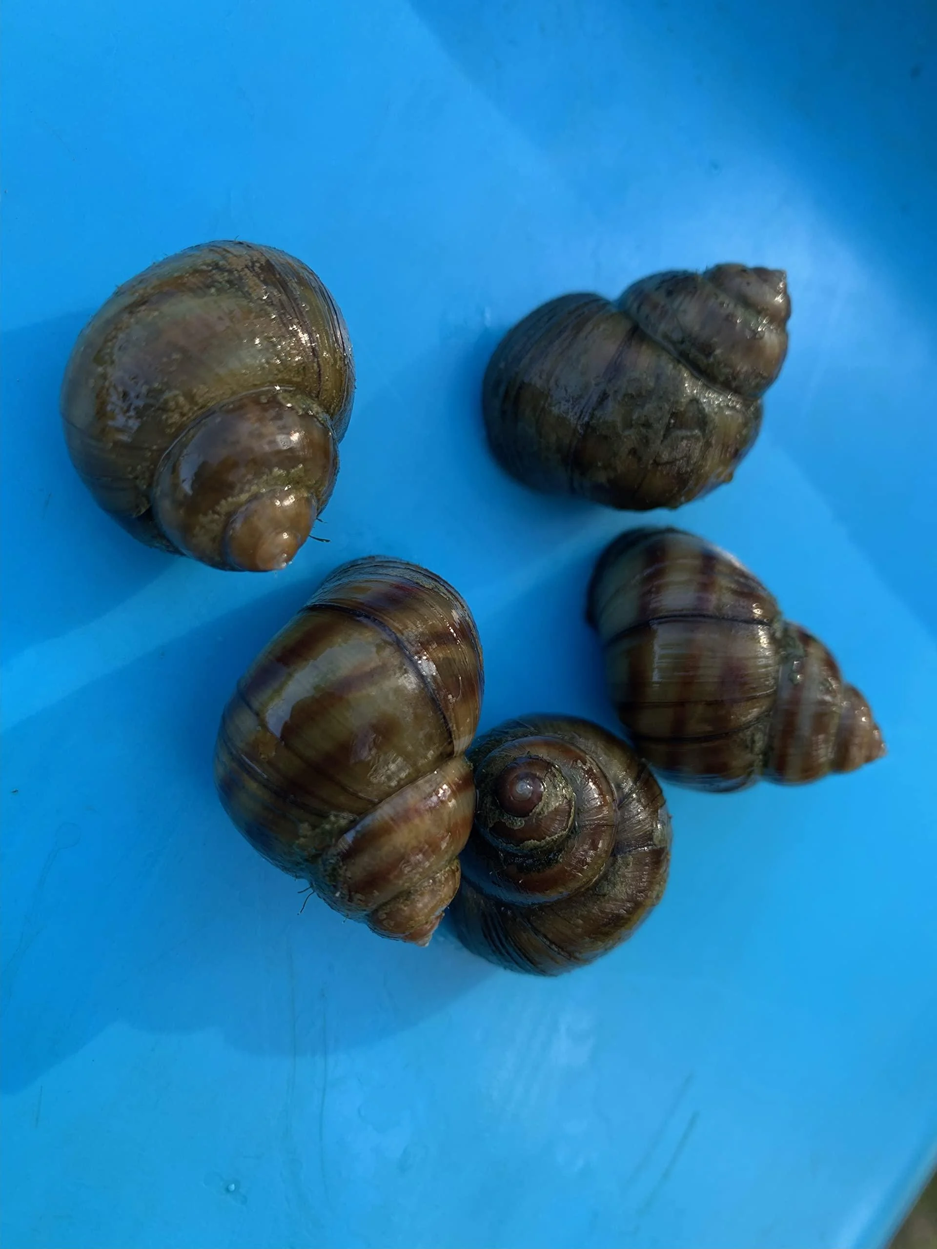 A piece of nature in the pond - marsh snails for a clean garden pond (5 marsh snails)
