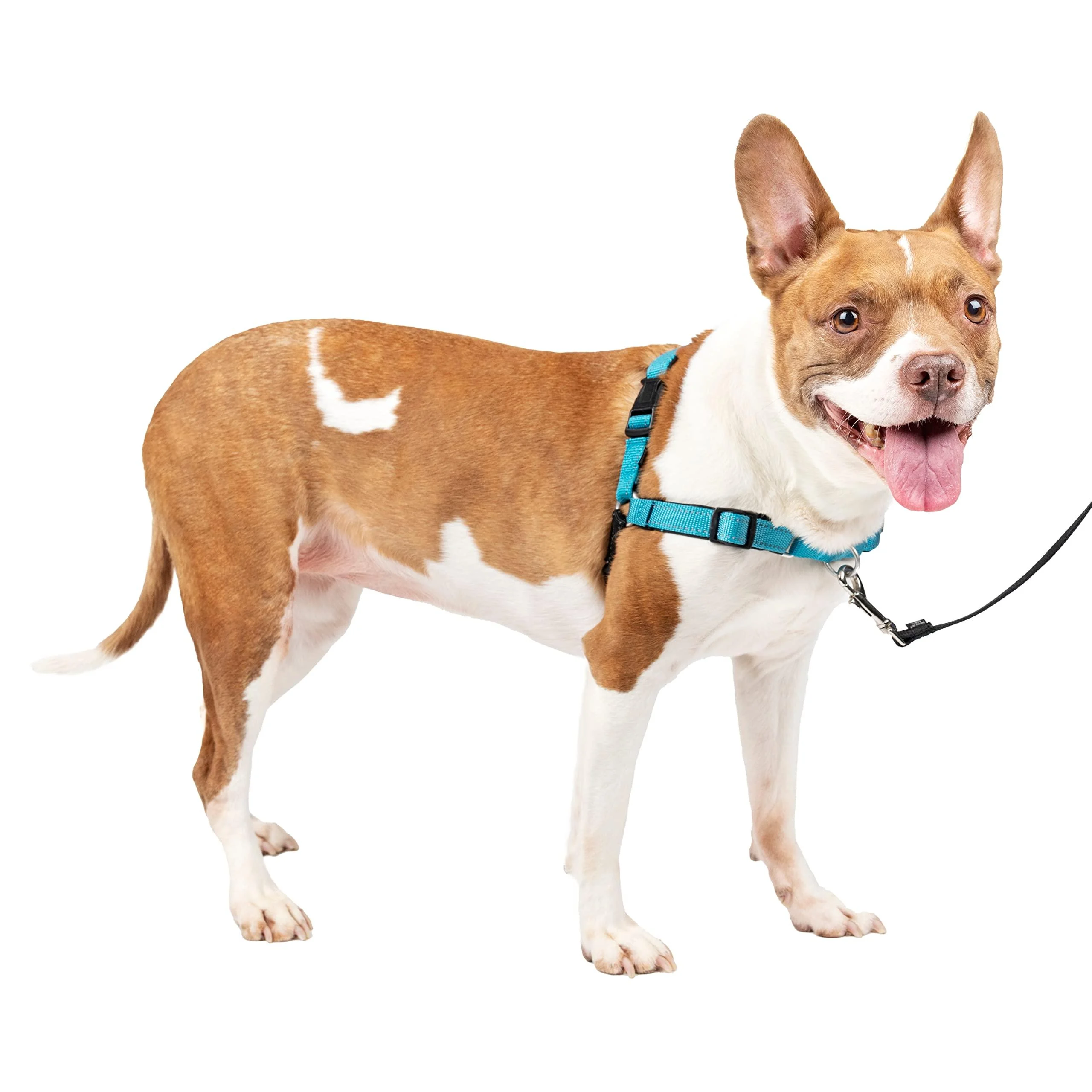PetSafe Easy Walk Deluxe Harness No-Pull Walking Harness for Dogs Padded Design Includes 1.8m Leash Medium Ocean Blue/Black