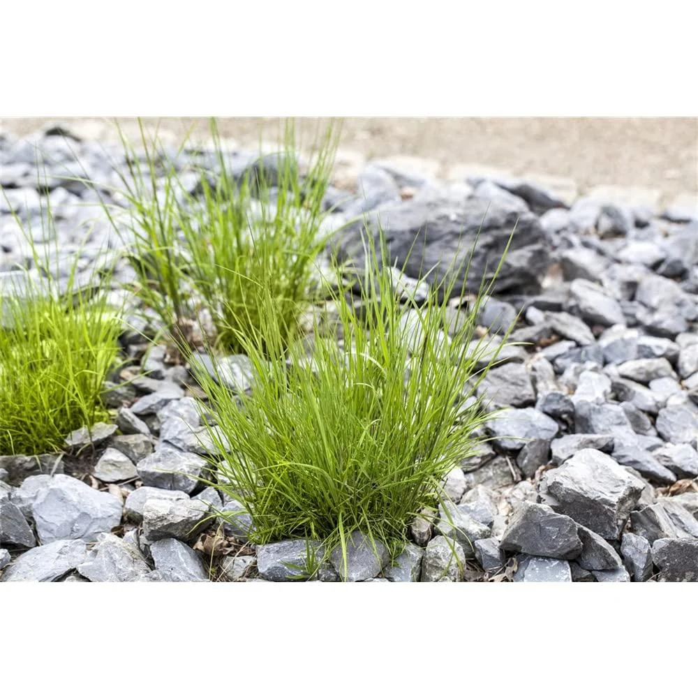 Melica ciliata - Eyelash Pearl Grass - 9cm pot