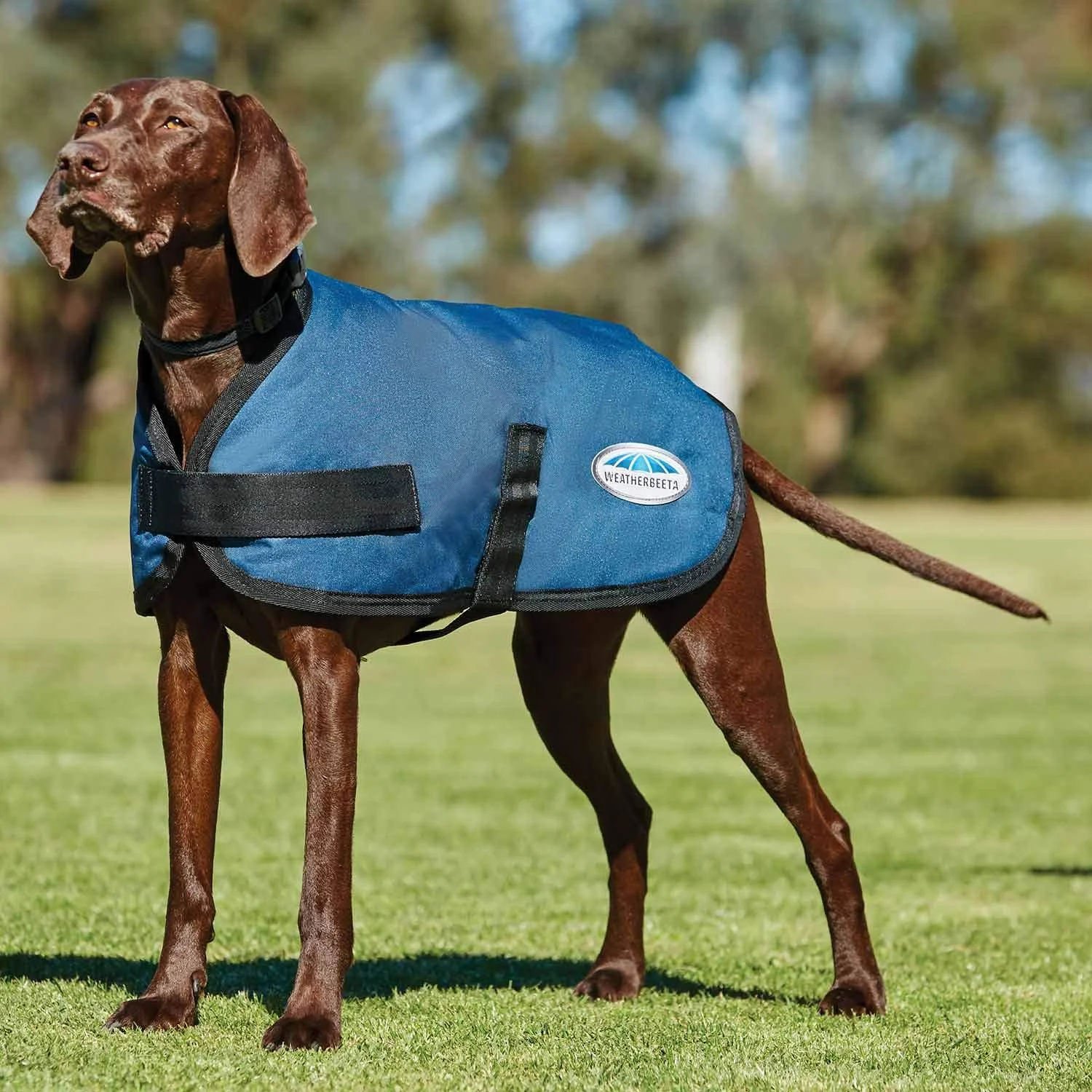WeatherBeeta ComFiTec Classic Dog Coat Dark Blue 60cm 60cm Dark Blue