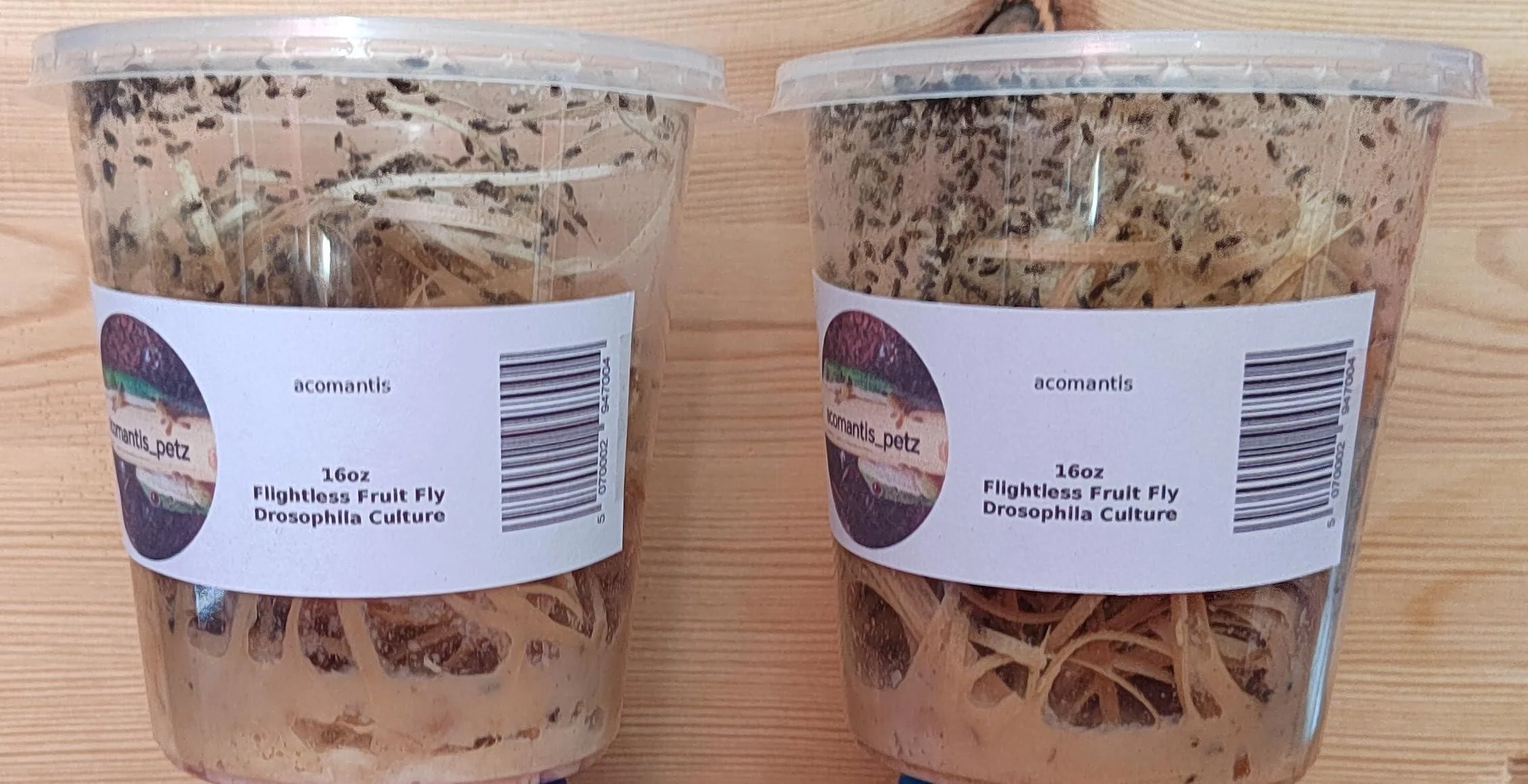 acomantis 2x16oz double-pack Flightless Fruit Flies Live Food (Drosophila Culture)