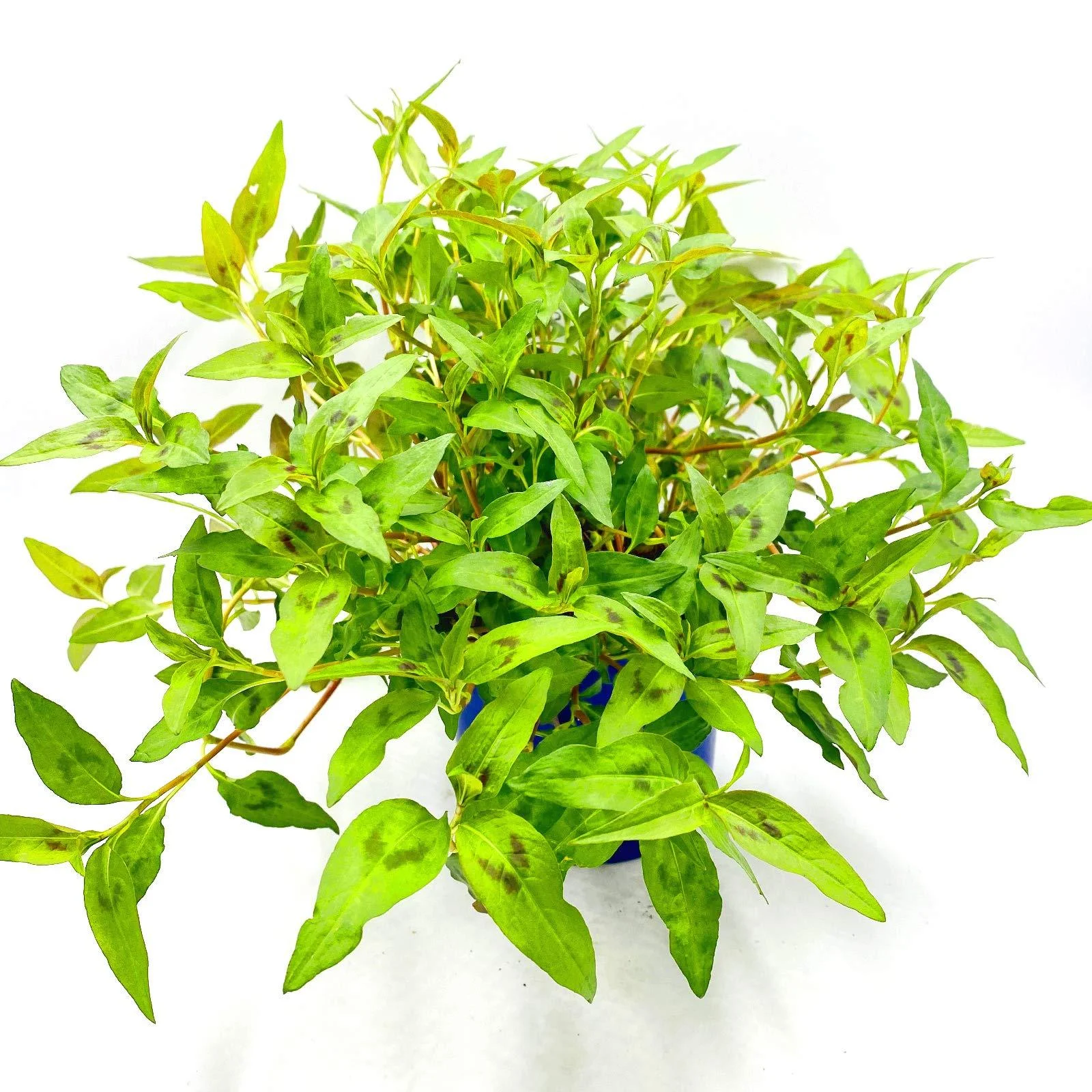 Vietnam coriander plant POLYGONUM ODORATUM herb plant 2pcs. - Florapartner