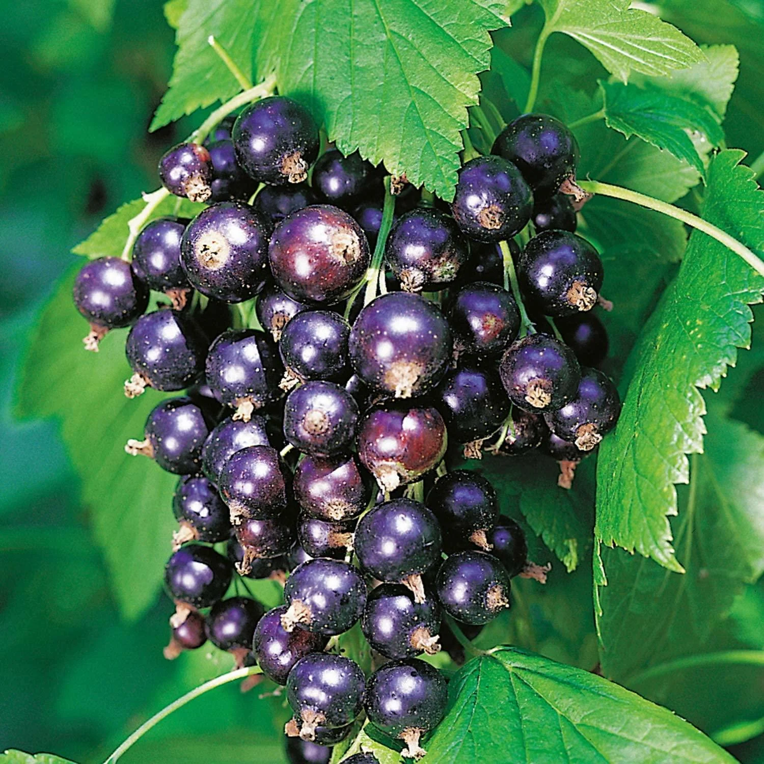 Blackcurrant 'Dr. Bauer's Ometa' - Standard tree Standard tree - In container Dr. Bauer's Ometa
