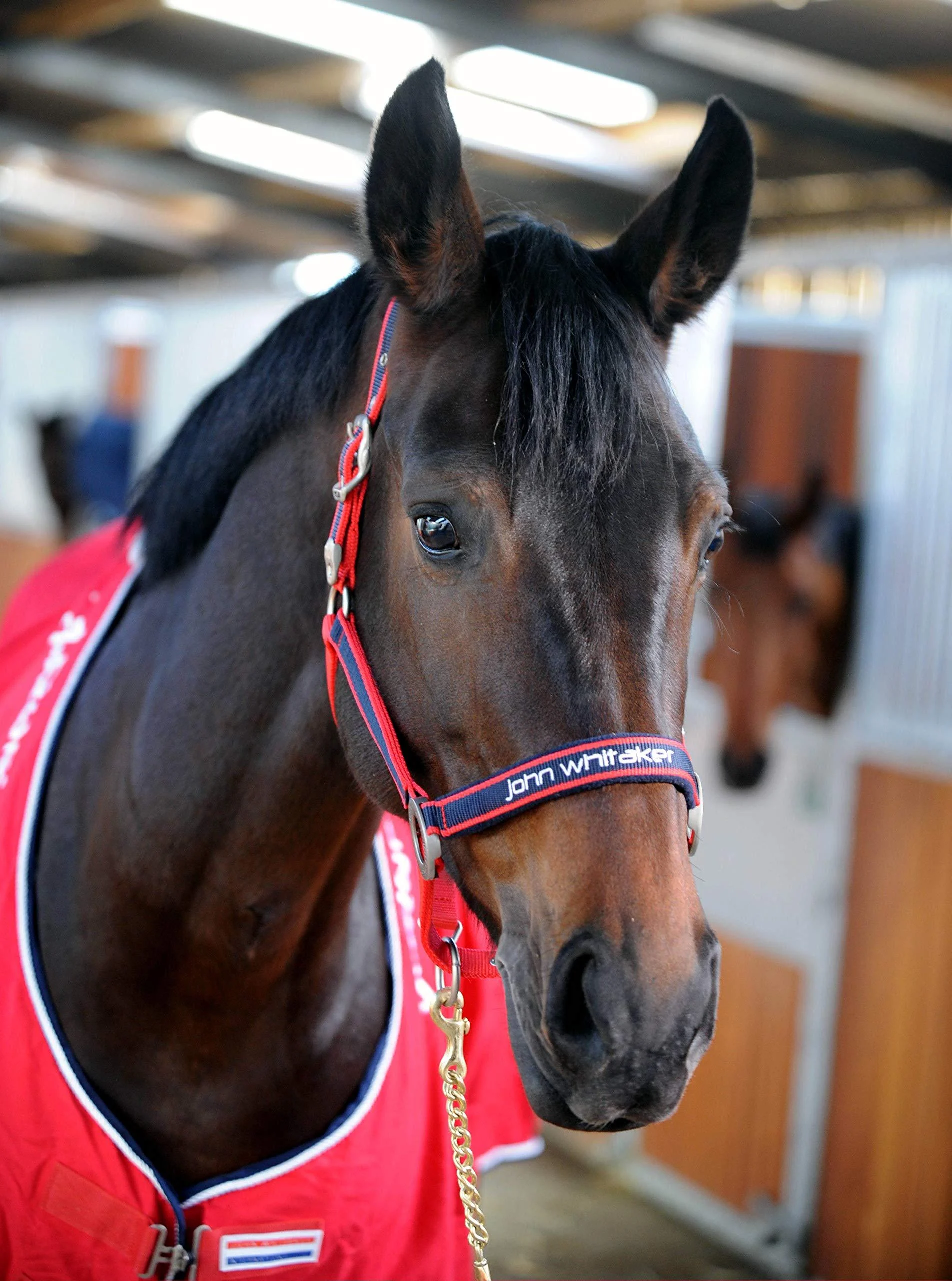 John Whitaker Head Collars Cob Red