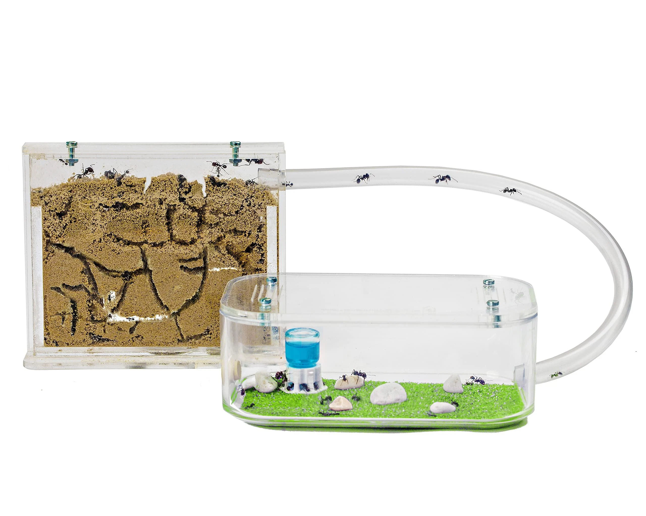 AntHouse - Natural Sand Anthill | Basic Kit (Sandwich + Drilling Box) | Ants Included