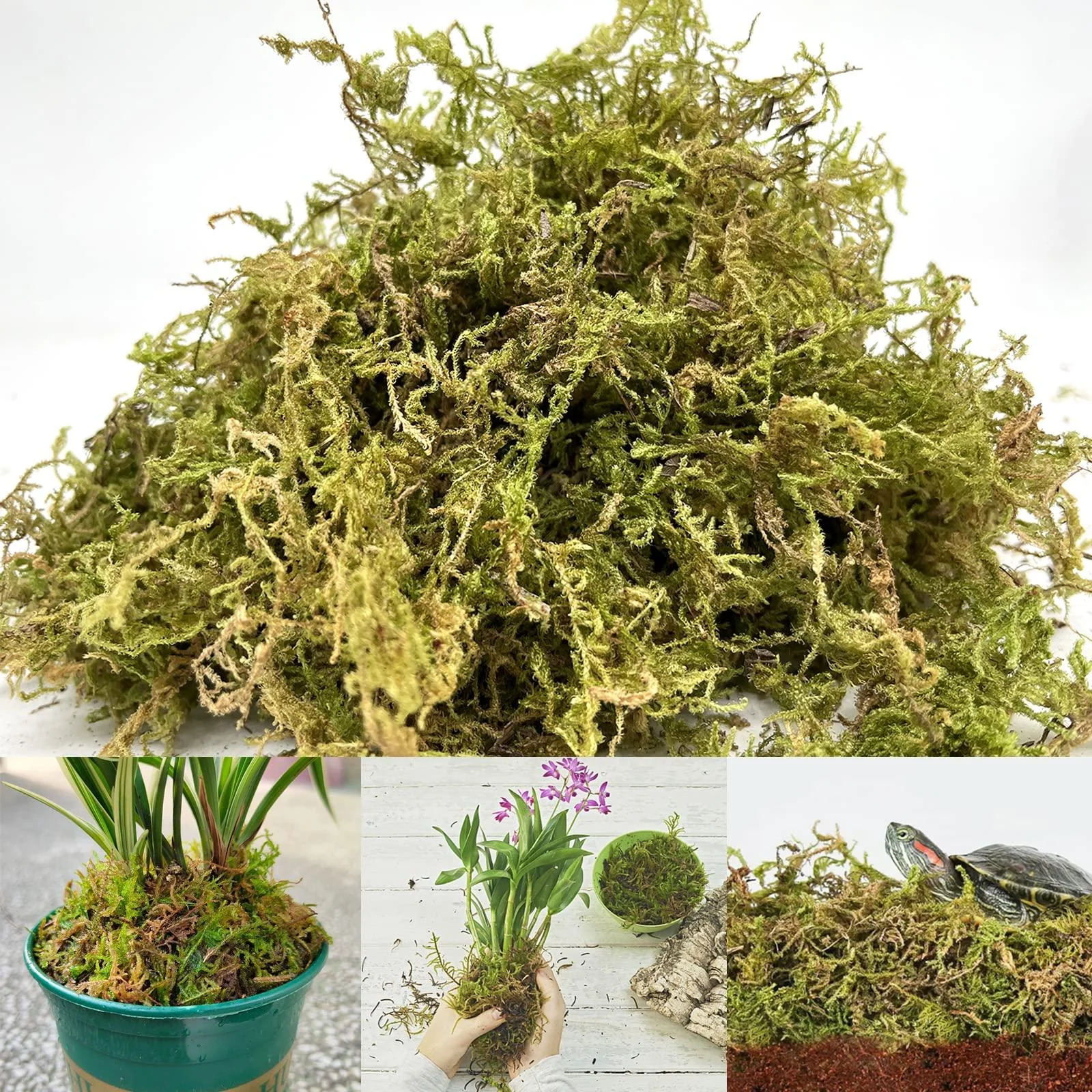 Natural Sphagnum Moss 5 Quarts Dried Moss for Potted Plants Indoor Ideal Moist Repotting Sphagnum Terrarium Decor Orchid Soil Medium Reptile Snails Tortoise Snake Substrate Habitat Decoration - YUNSTK