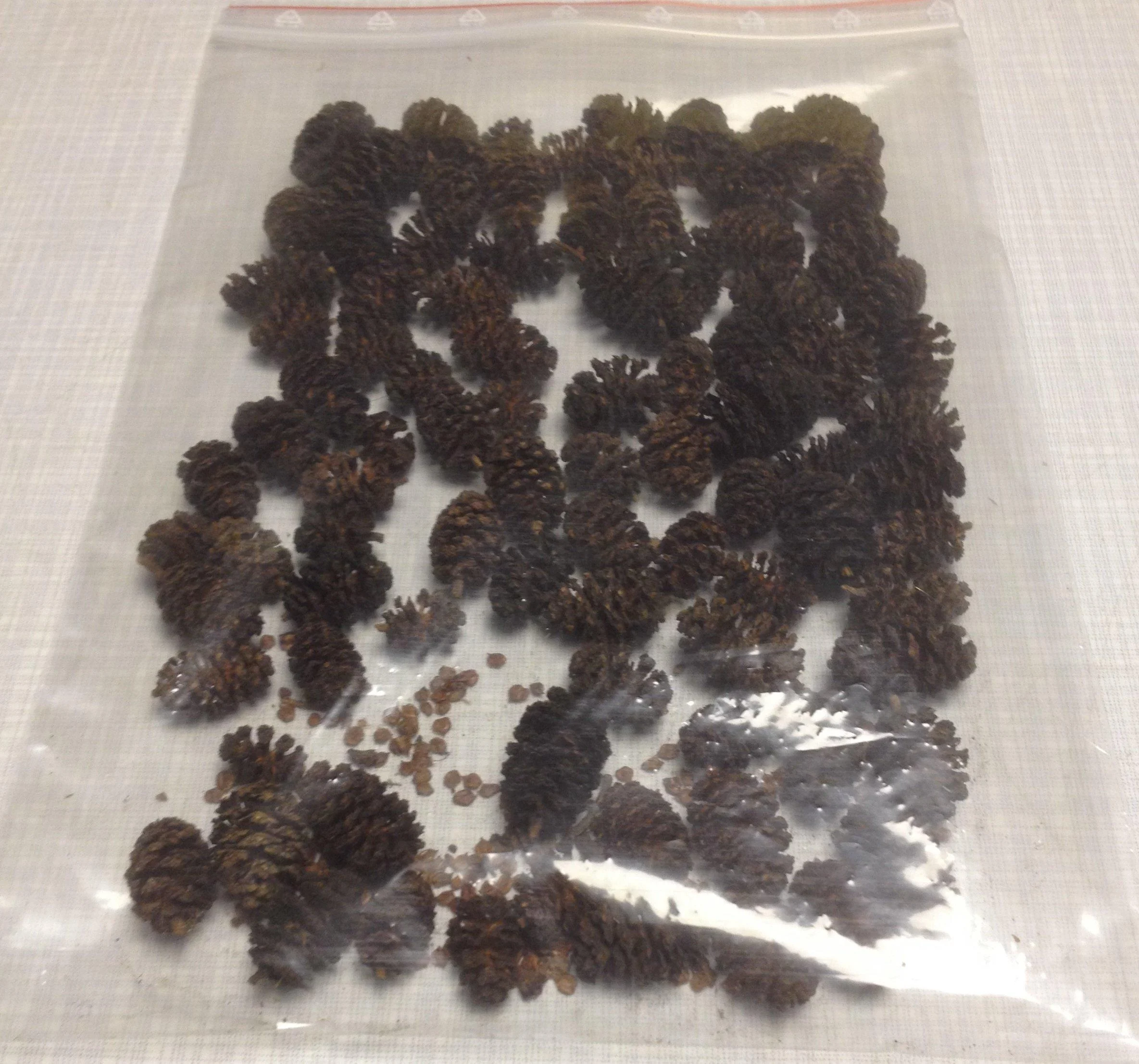 Alder cones (100g) Black alder Alnus glutinosa black alder cones - catappa-leaves