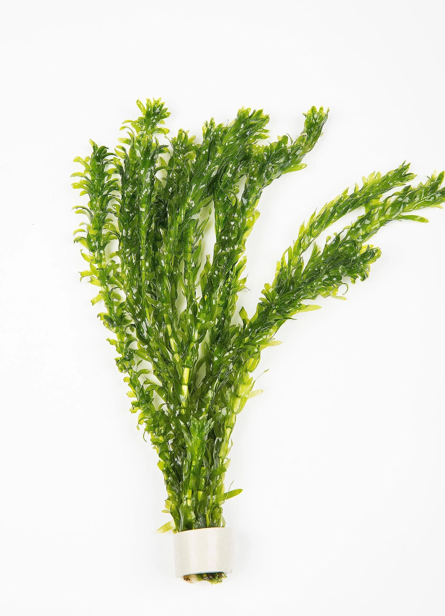 Elodea Densa Aquarium Plants Oxygenating Plant 5-500 Strands (25)