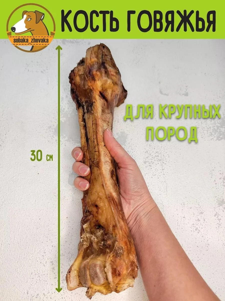 chewing dog Bone bone for dogs large 1pc