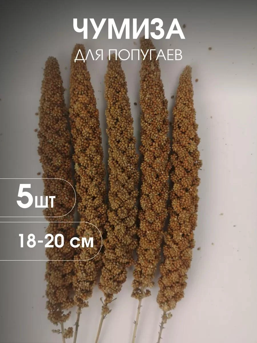 Chumiza in spikelets - Generic